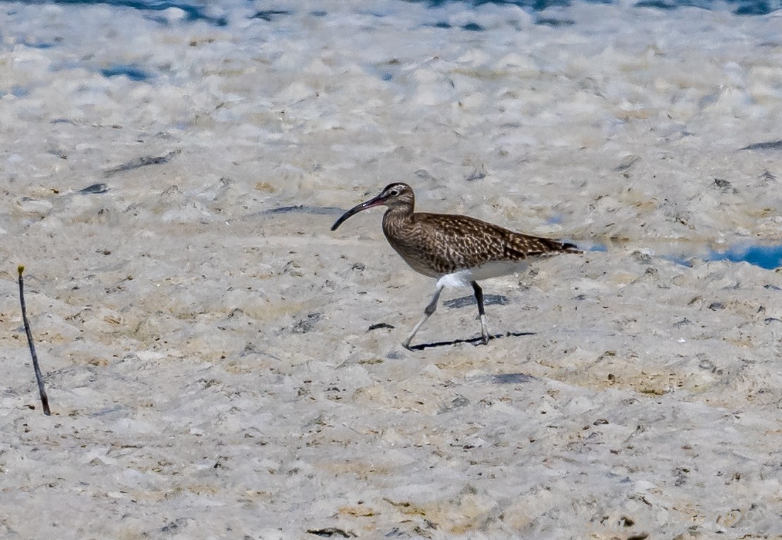 Whimbrel (European) - ML557564511