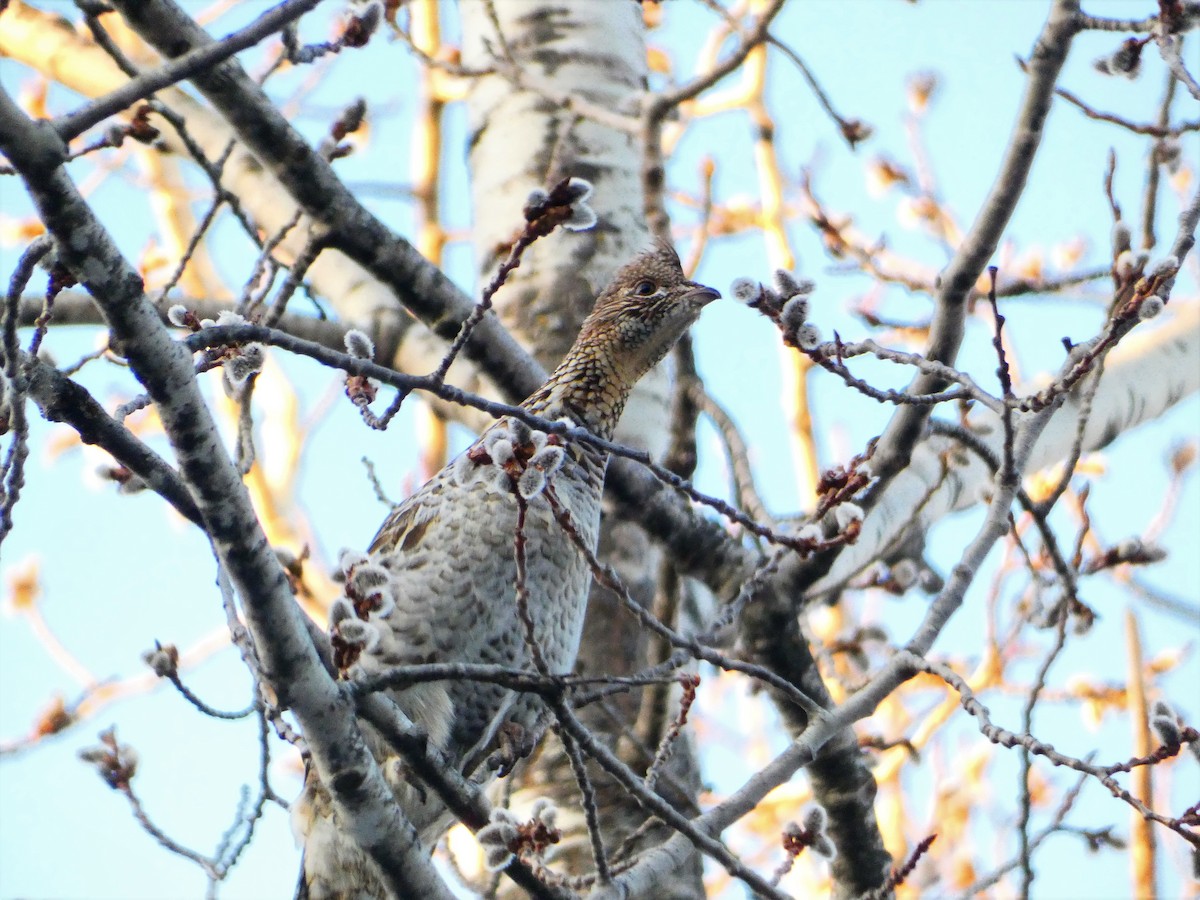 Ruffed Grouse - Spencer D