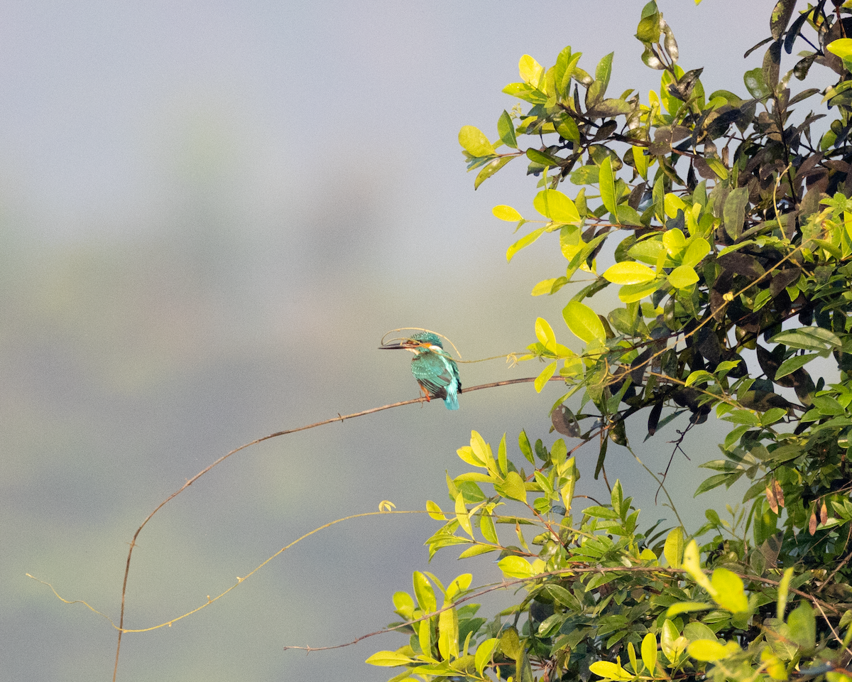 Common Kingfisher - Varun Sharma