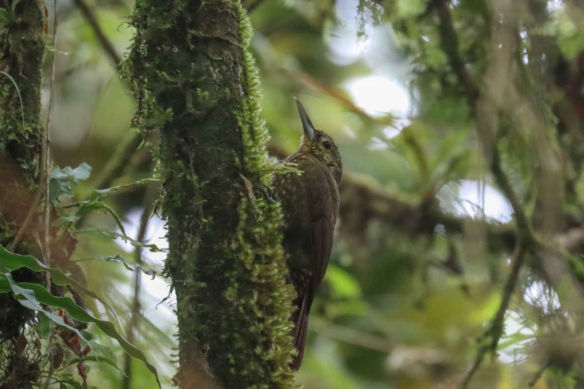 Spotted Woodcreeper - Jen Sanford