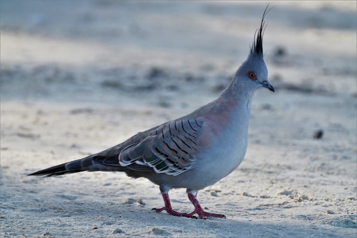 Crested Pigeon - ML557567491