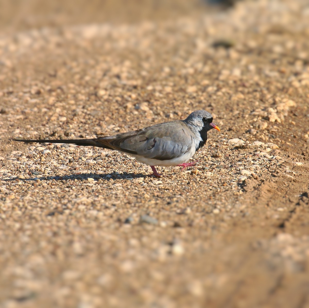 Namaqua Dove - ML557567531