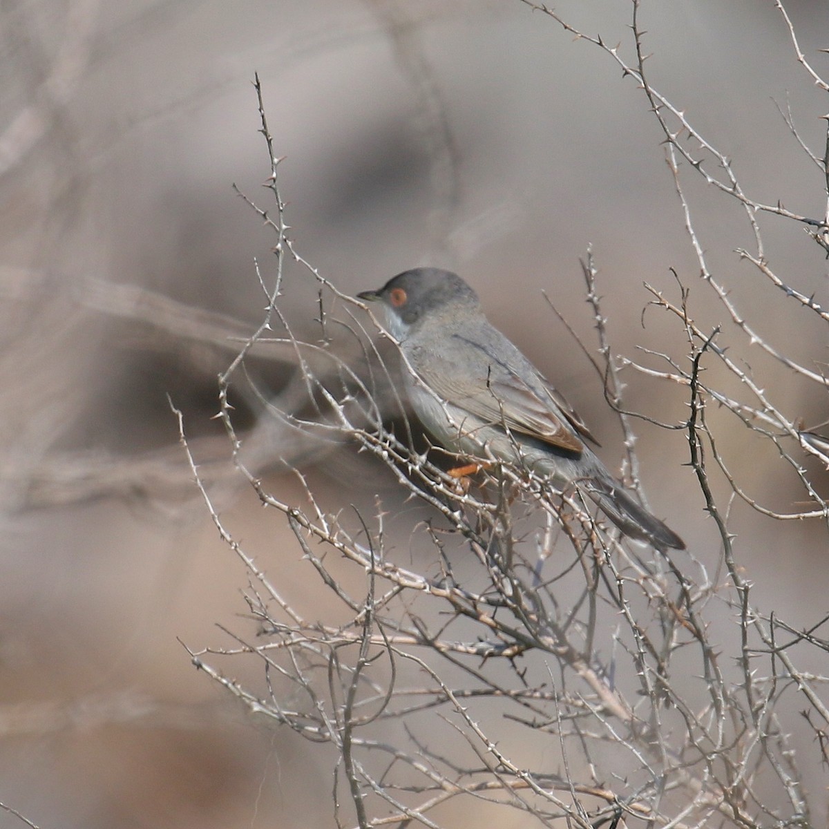 Menetries's Warbler - ML557567601