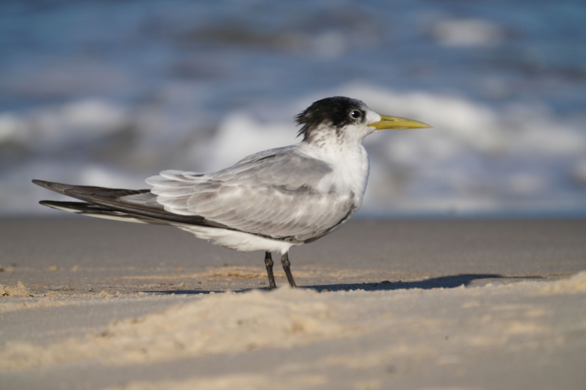 Great Crested Tern - ML557567771