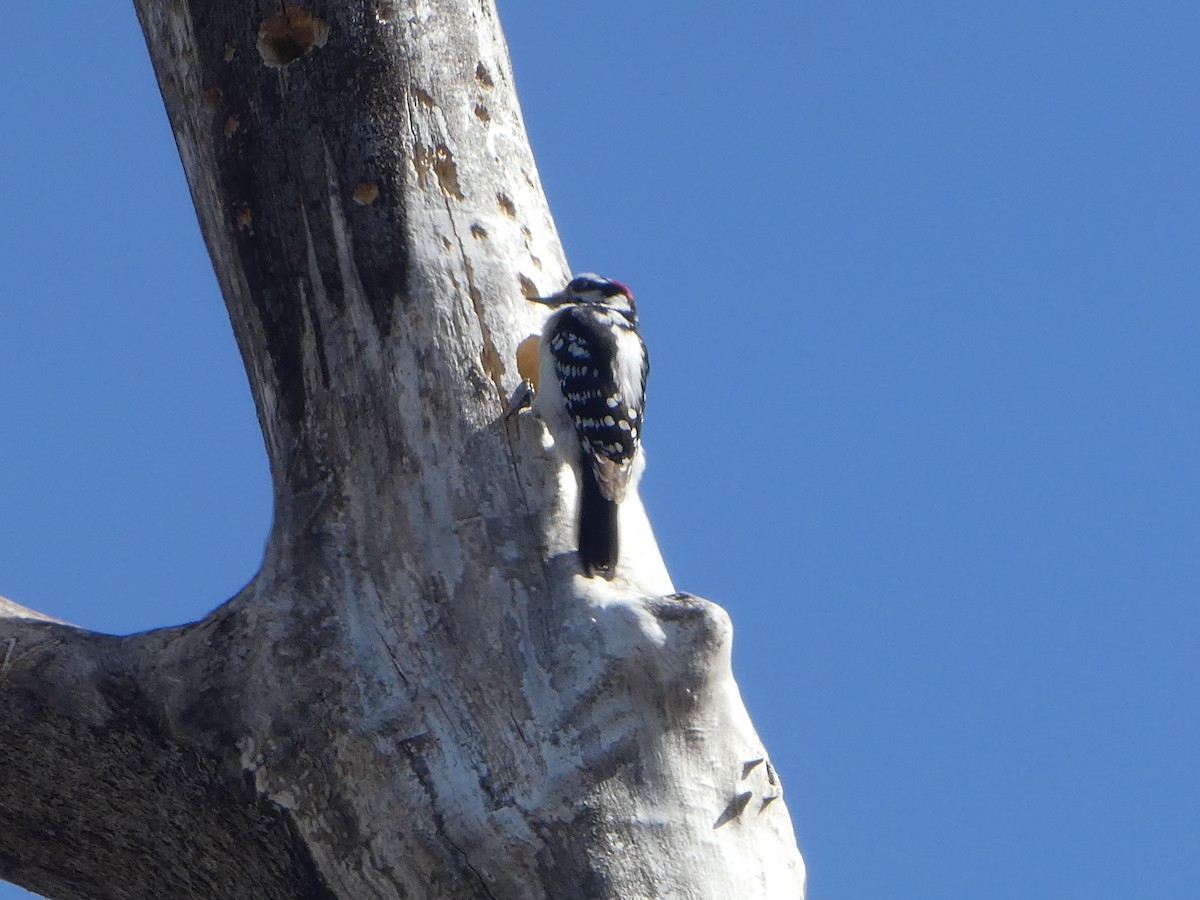 Hairy Woodpecker - ML557568431