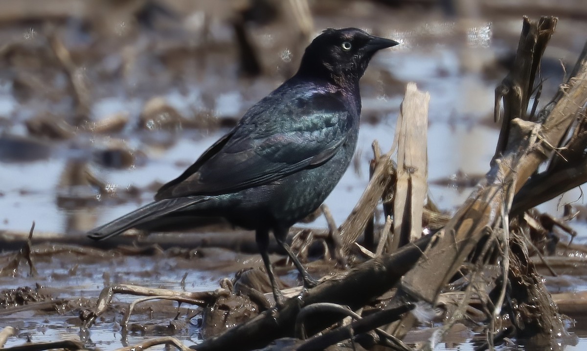 Brewer's Blackbird - ML557571231