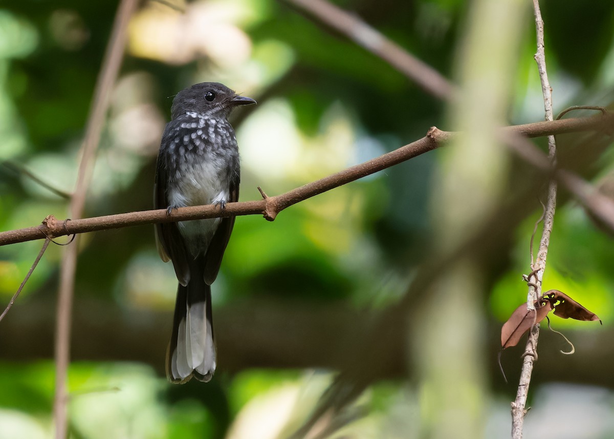 Spotted Fantail - Ayuwat Jearwattanakanok