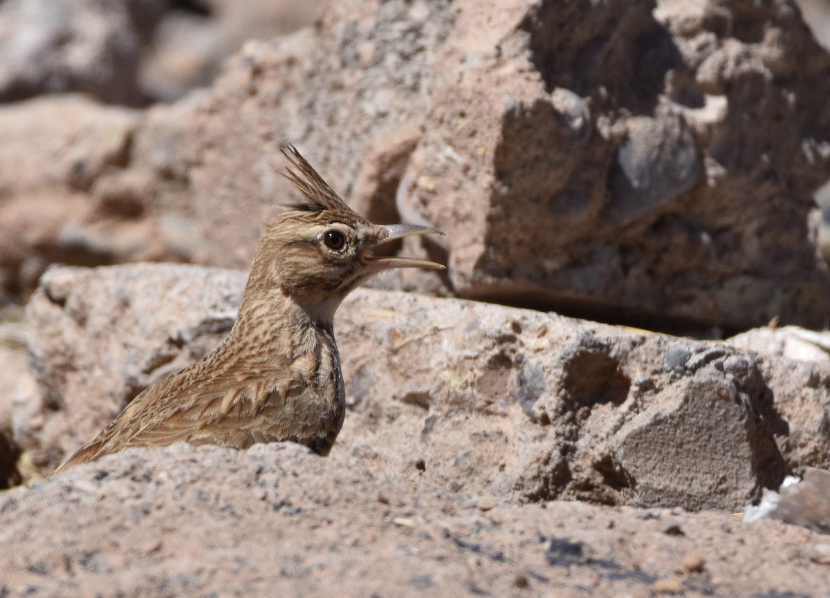 Crested Lark (Crested) - ML557571531