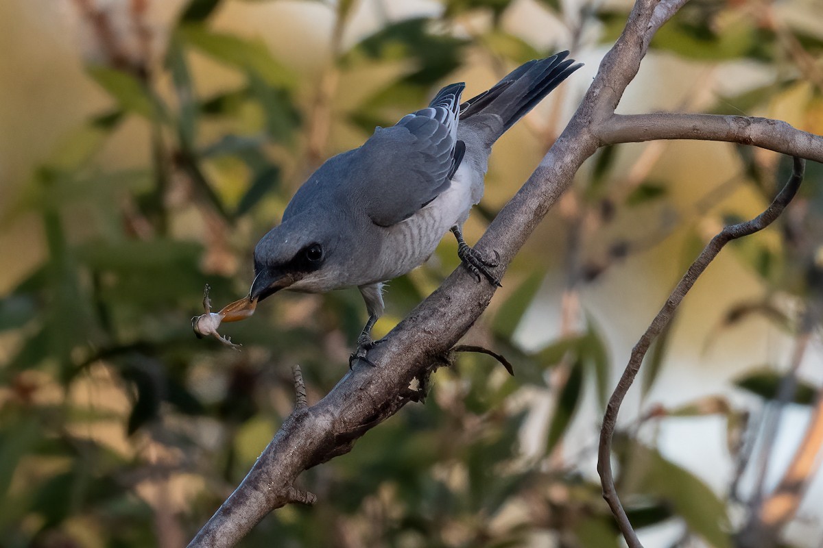 White-bellied Cuckooshrike - Terence Alexander