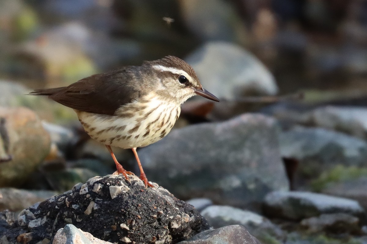 Louisiana Waterthrush - ML557571591