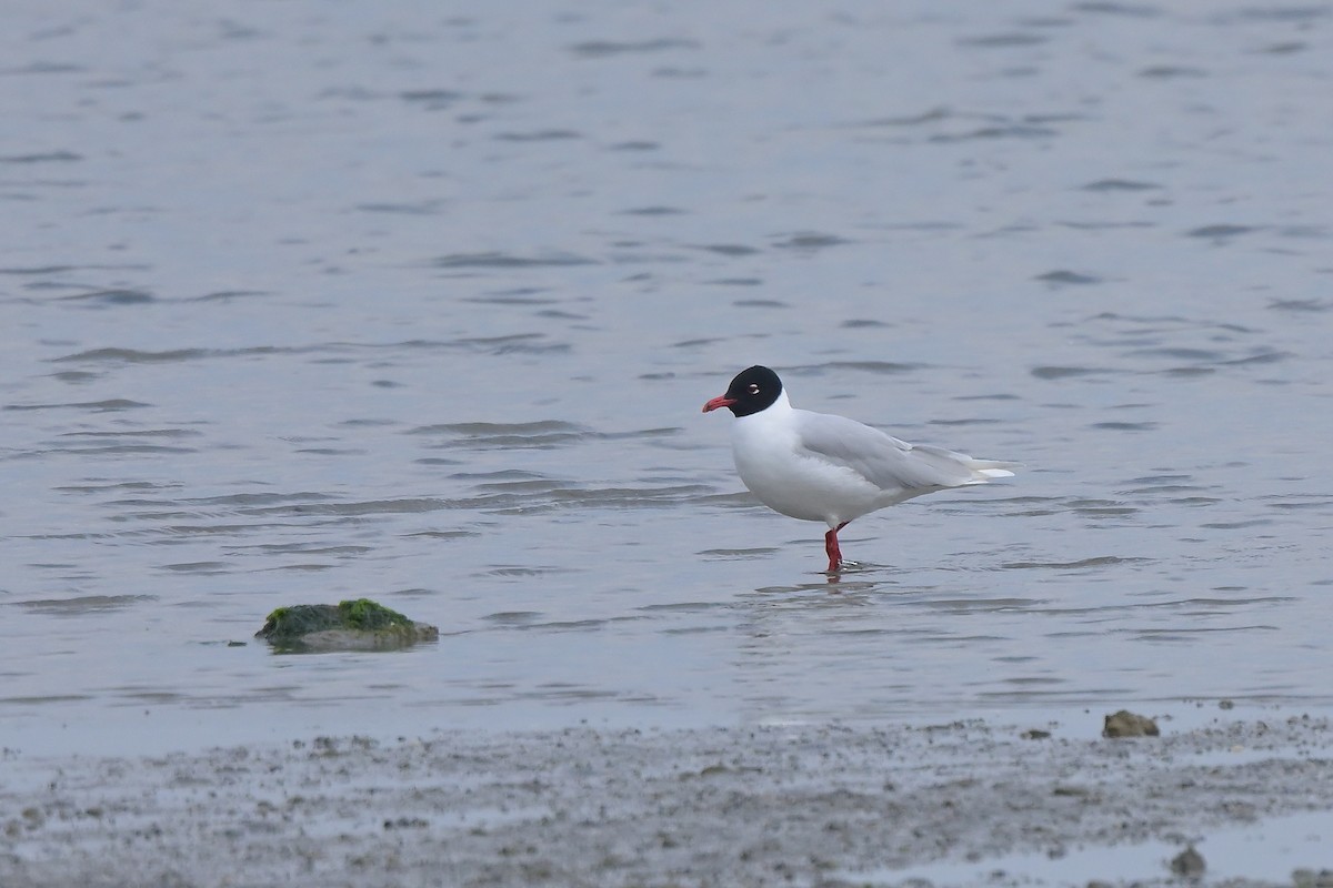 Gaviota Cabecinegra - ML557571641