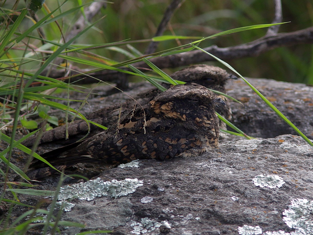Montane Nightjar (Abyssinian) - ML557573971