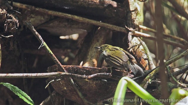 Purple-naped Spiderhunter - ML557574261