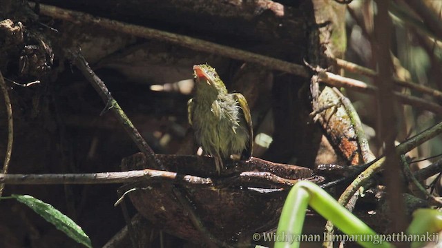 pavoučník čárkoprsý - ML557574271