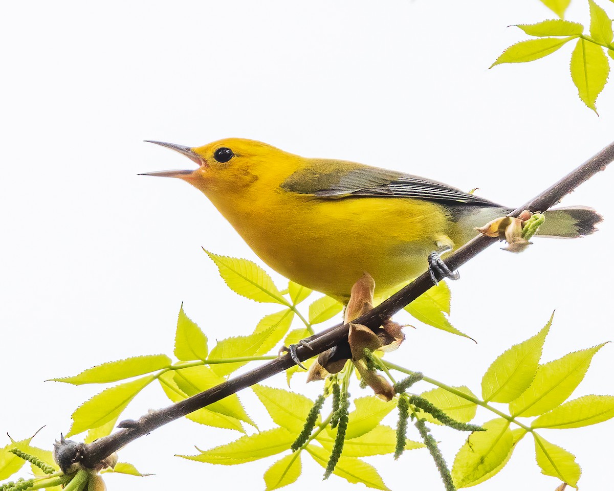 Prothonotary Warbler - Todd Fibus