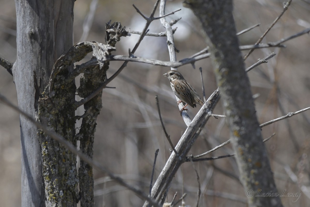 Song Sparrow - ML557575311