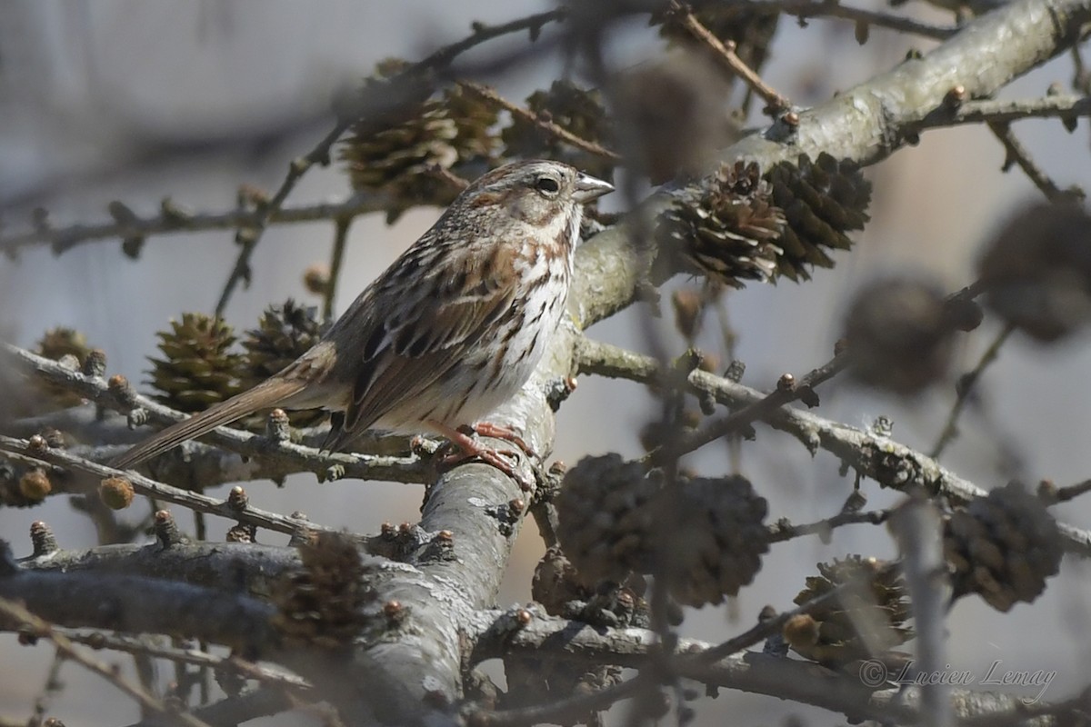 Song Sparrow - ML557575361
