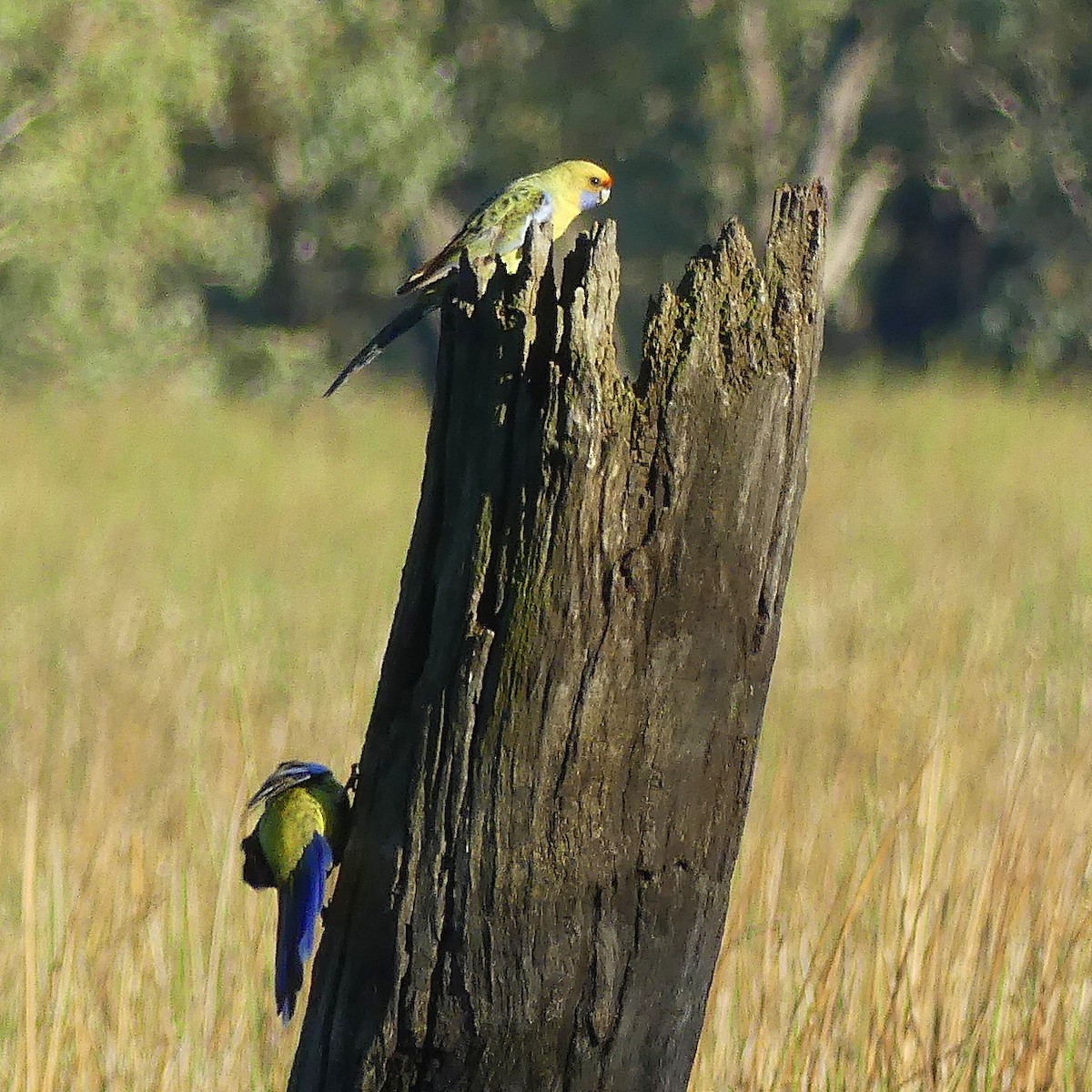 Crimson Rosella (Yellow) - ML557575861