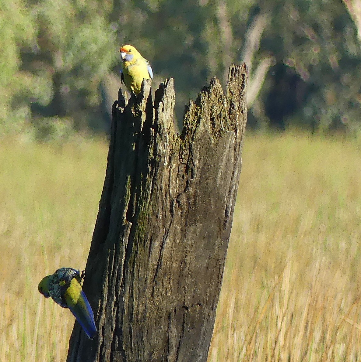 Crimson Rosella (Yellow) - Diana Flora Padron Novoa