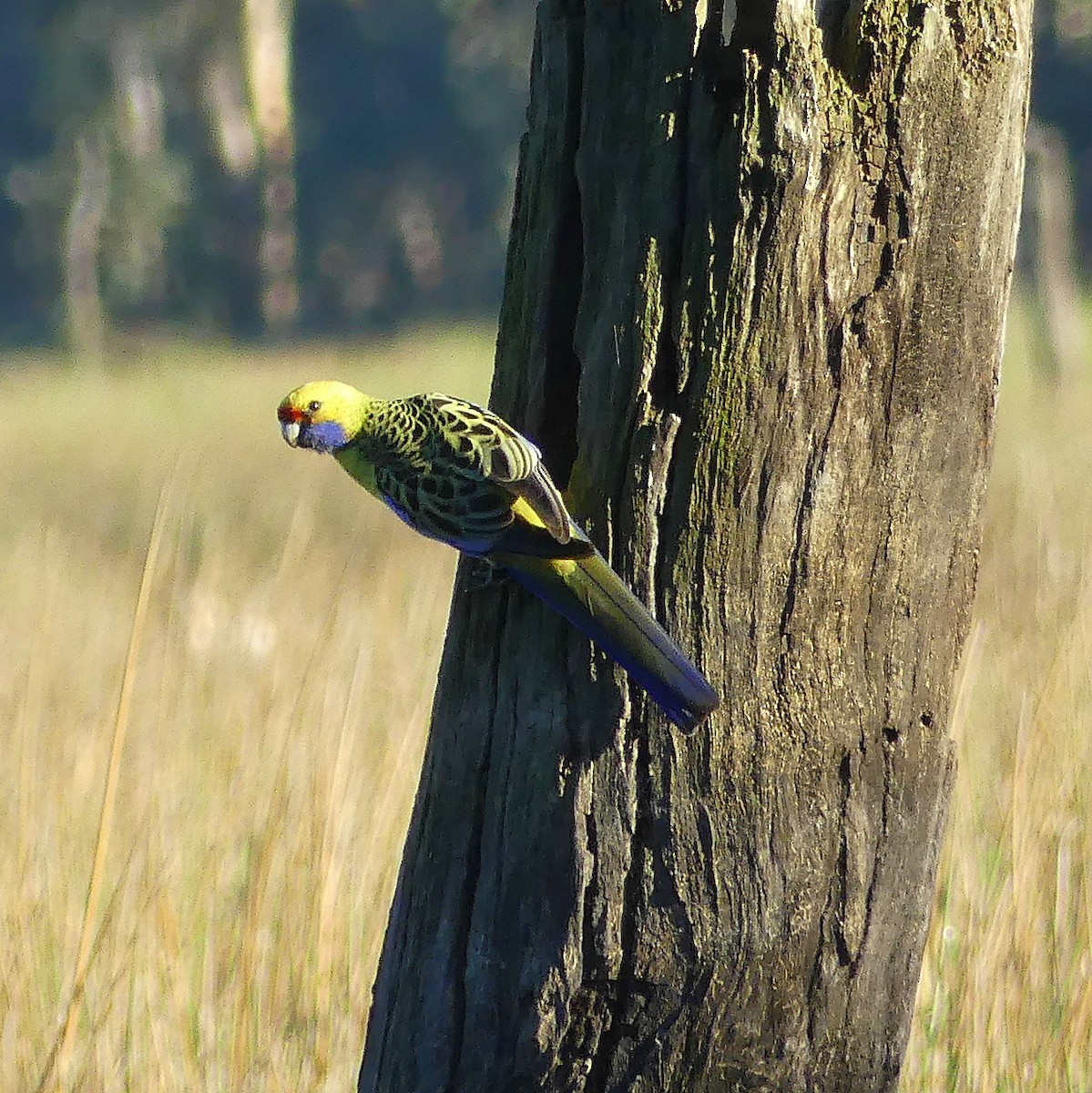 rødrosella (flaveolus) (gulrosella) - ML557575881