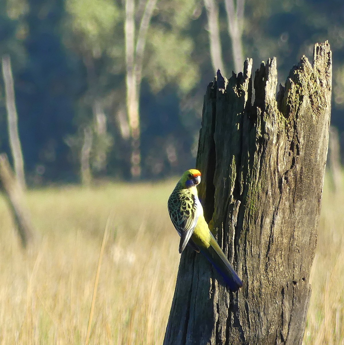 Crimson Rosella (Yellow) - ML557575891