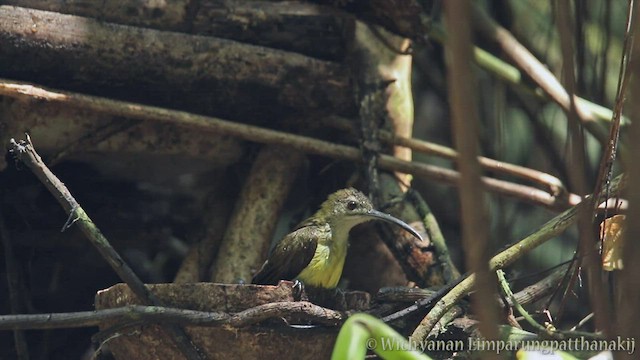 Little Spiderhunter - ML557576591