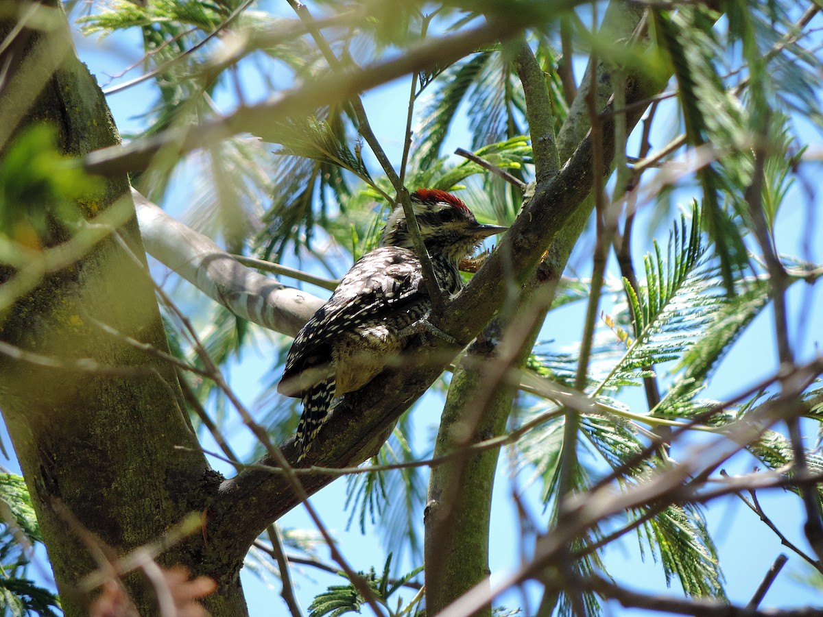 Striped Woodpecker - ML55757681