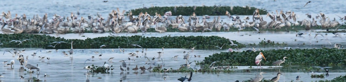 Spot-billed Pelican - ML557577561