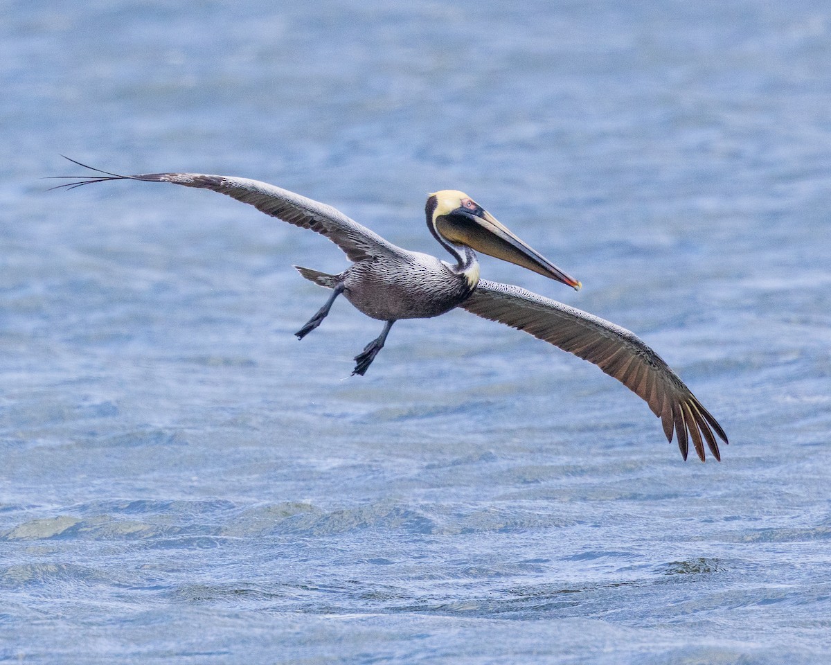 Brown Pelican - ML557578781