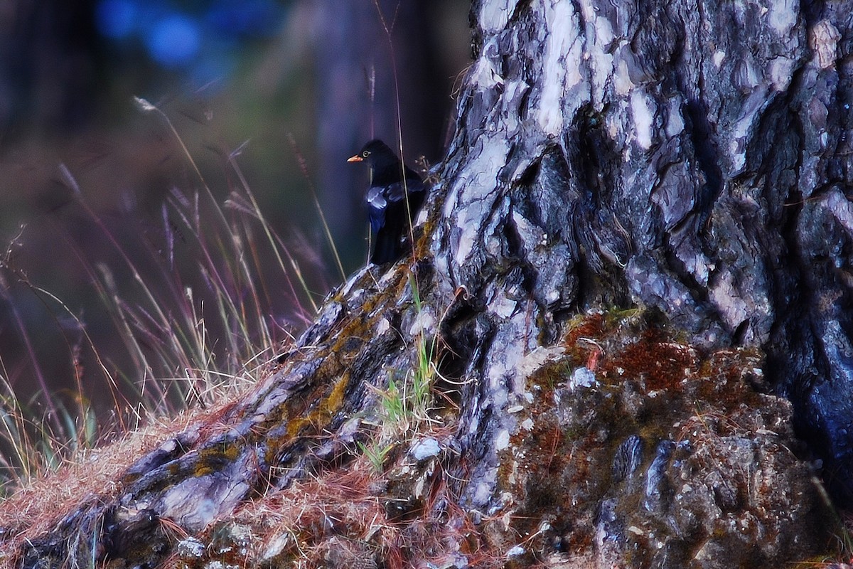 Gray-winged Blackbird - ML557579621