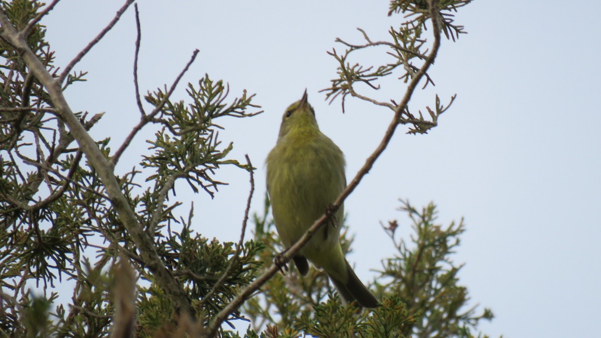 Orange-crowned Warbler - ML557579761