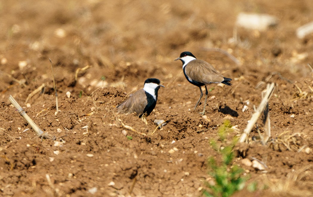 Spur-winged Lapwing - ML557581031