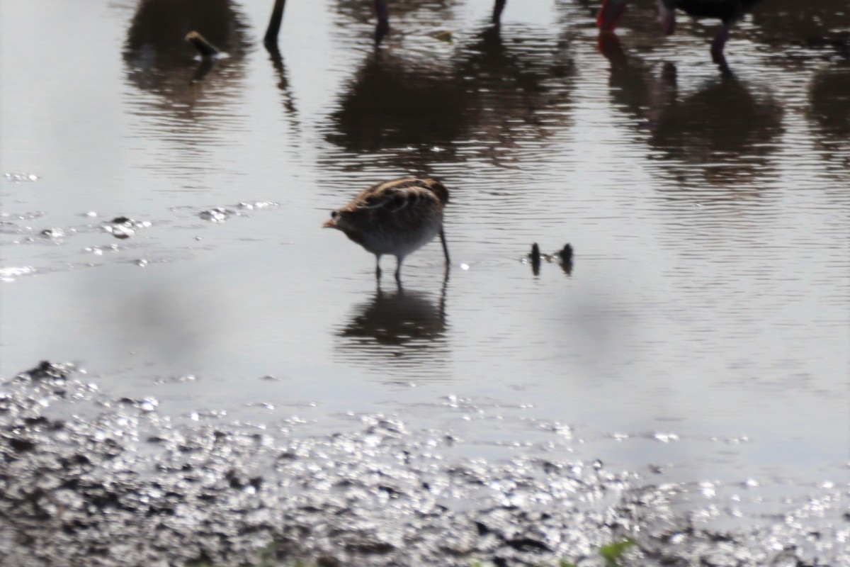 Wilson's Snipe - ML557582271