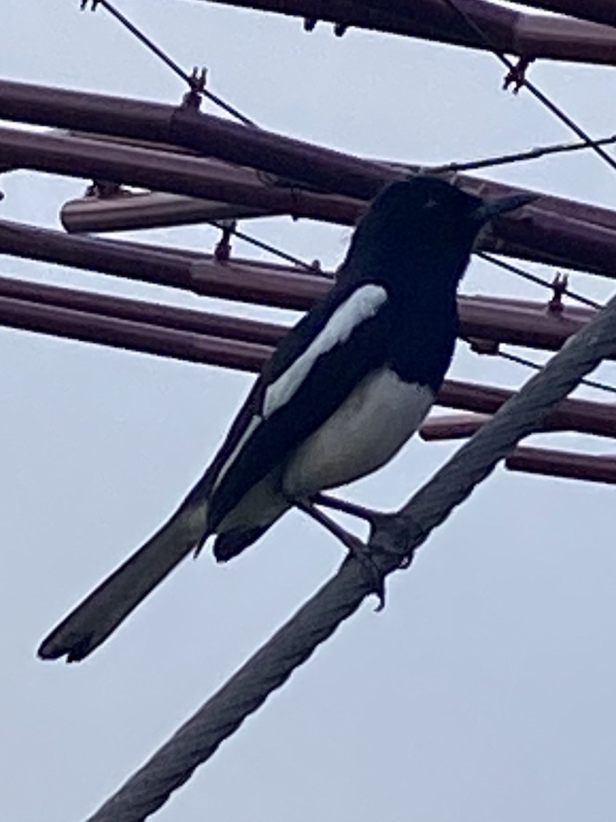 Oriental Magpie-Robin - ML557584751