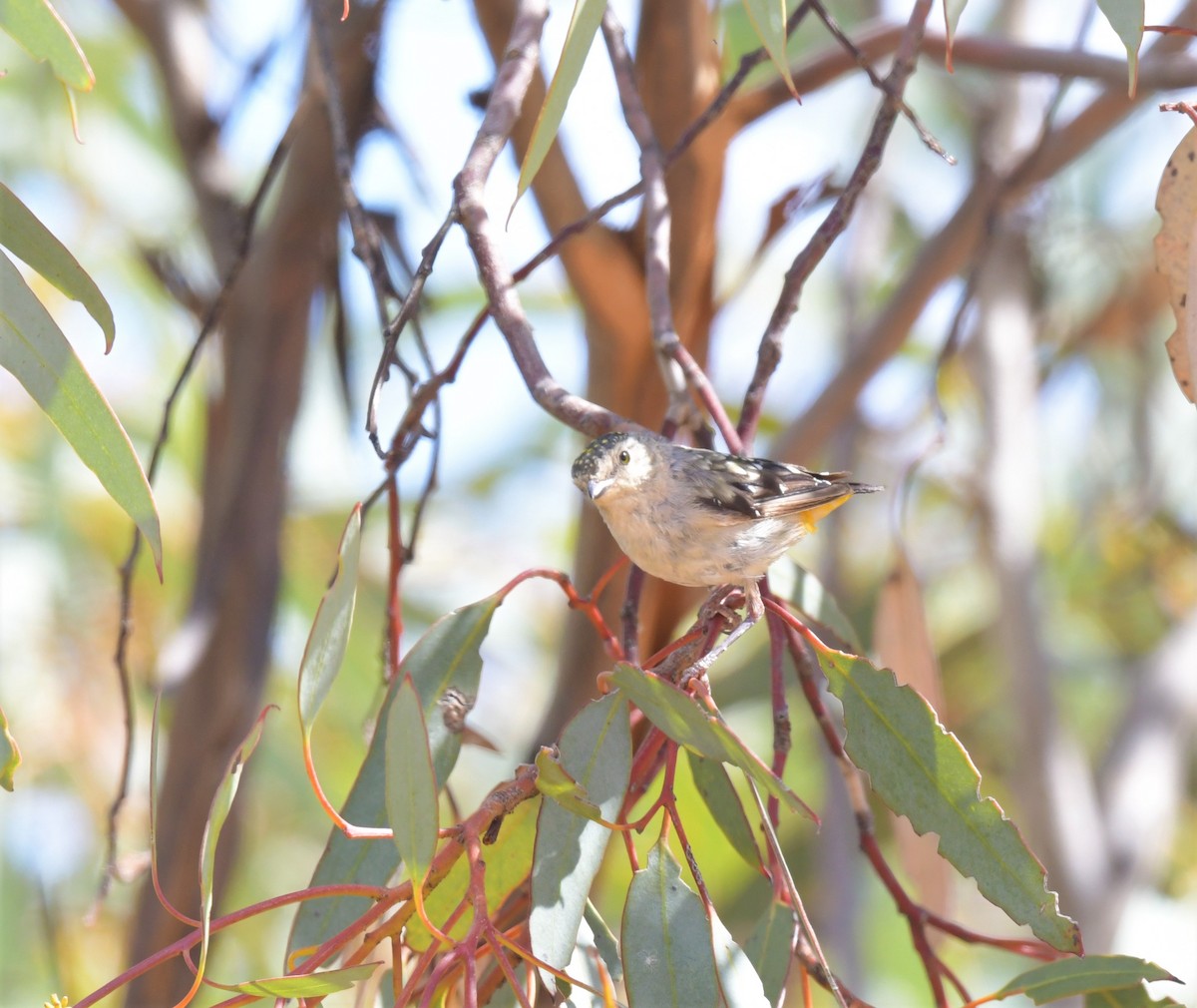 Pardalote Moteado - ML557585011