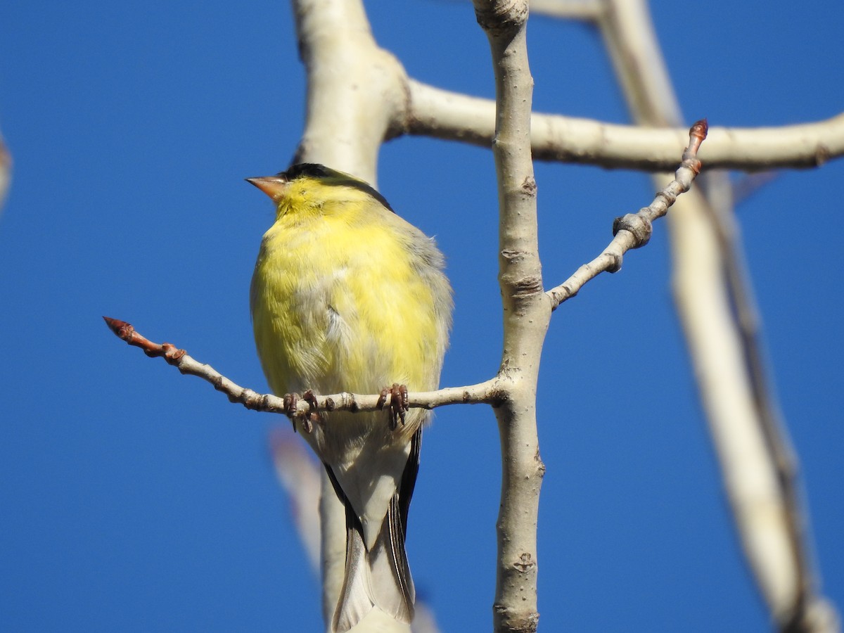 American Goldfinch - ML557585061