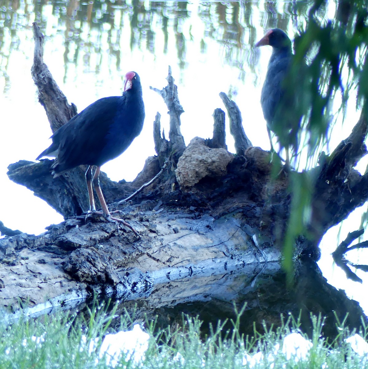 Australasian Swamphen - ML557585181