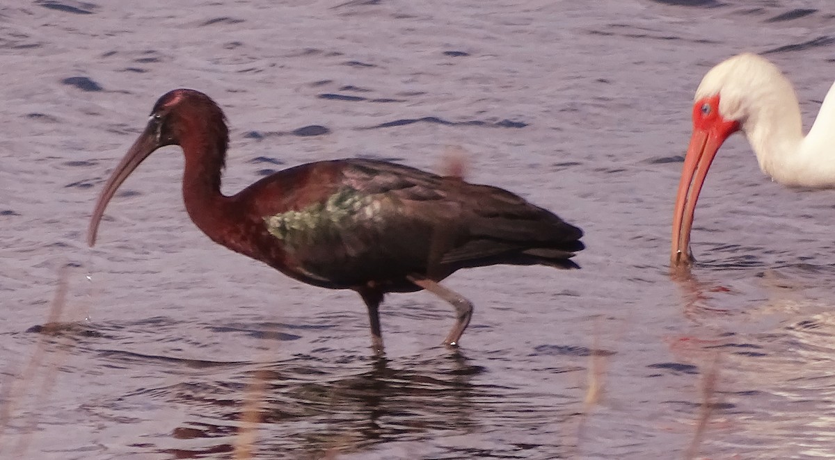 Glossy Ibis - Kathie Rosse