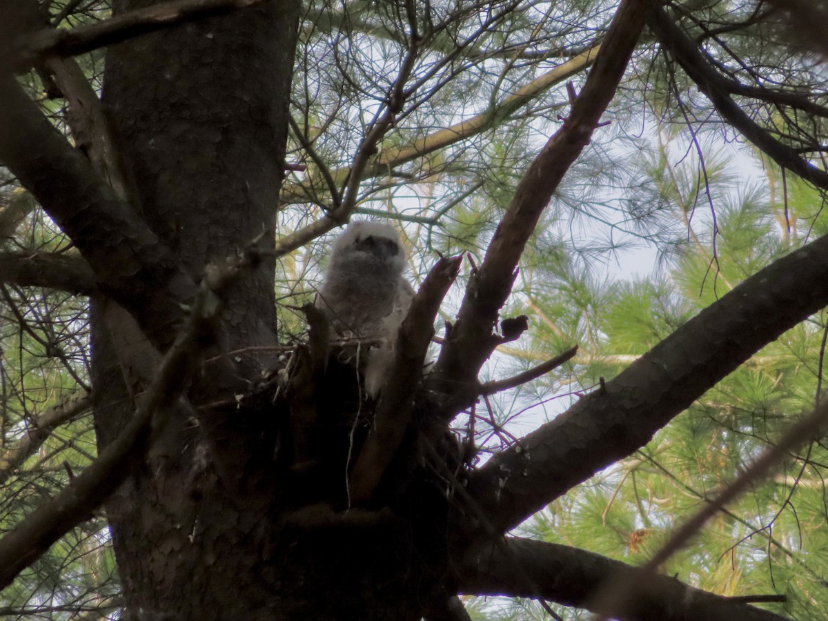 Great Horned Owl - ML557593951