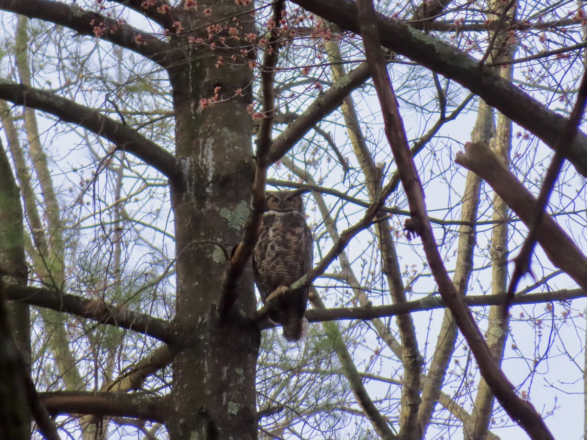 Great Horned Owl - ML557594811