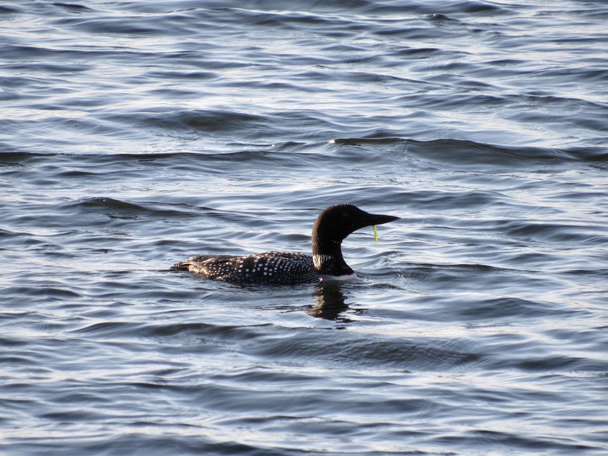 Common Loon - ML557594951