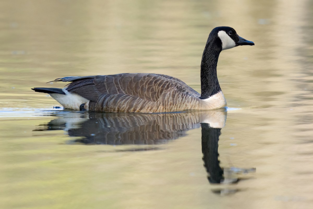 Canada Goose - ML557595711