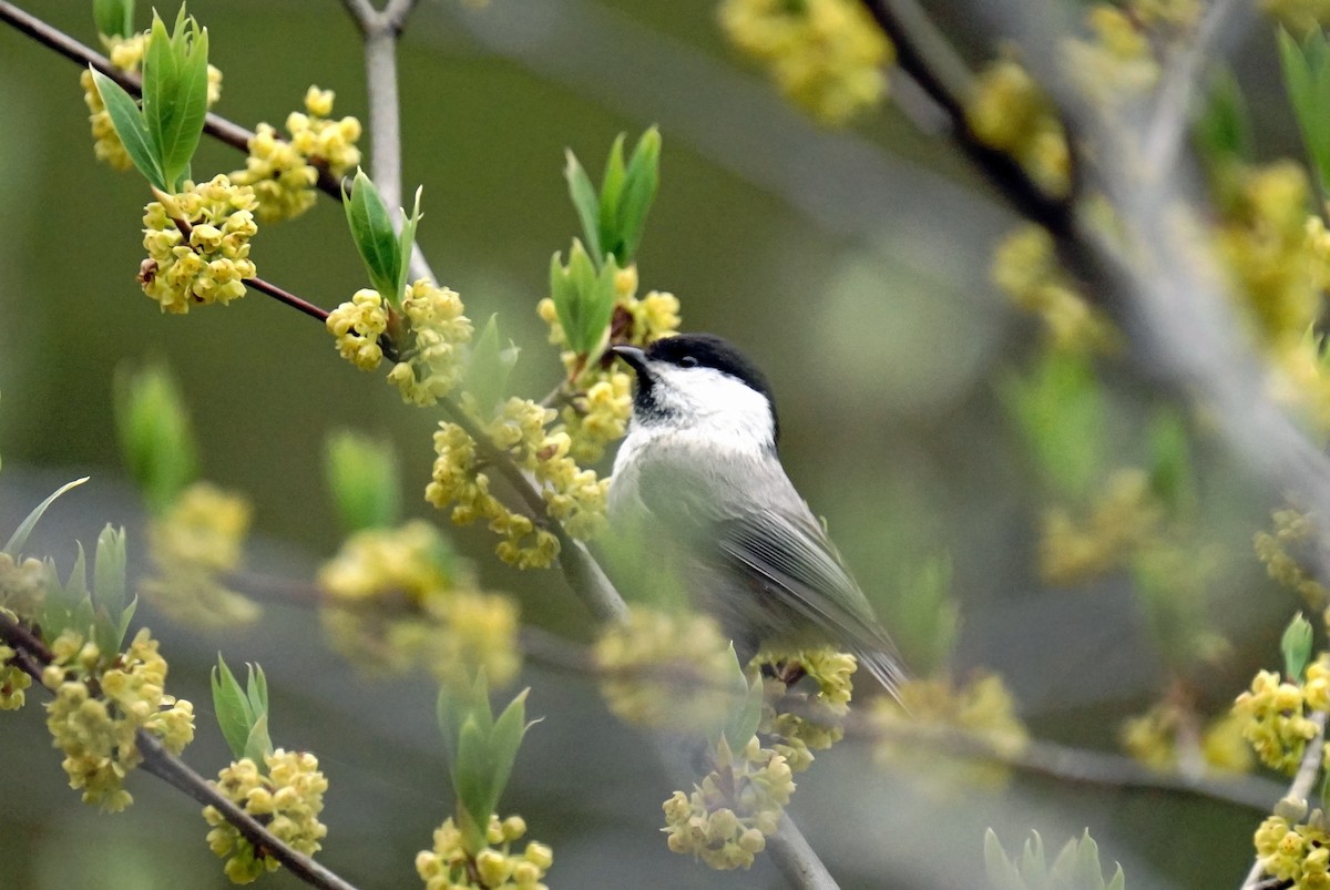 Willow Tit - toshiaki sasama
