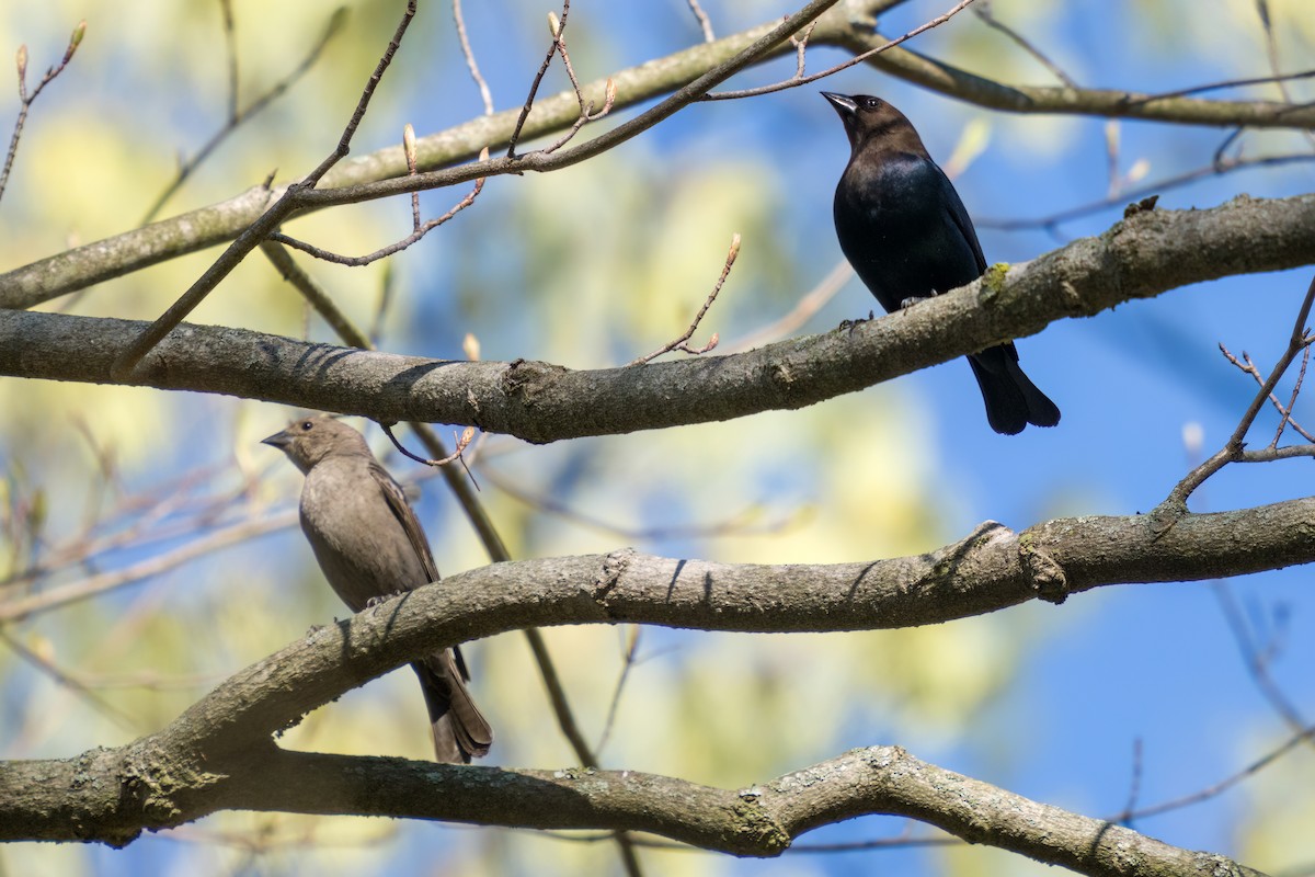 Brown-headed Cowbird - ML557596291