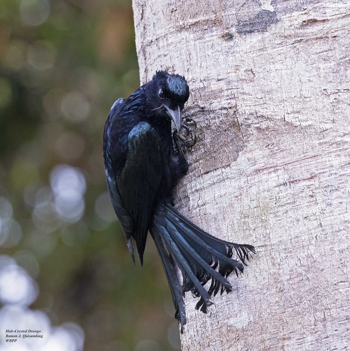 Palawan Drongo (Palawan) - ML557596951