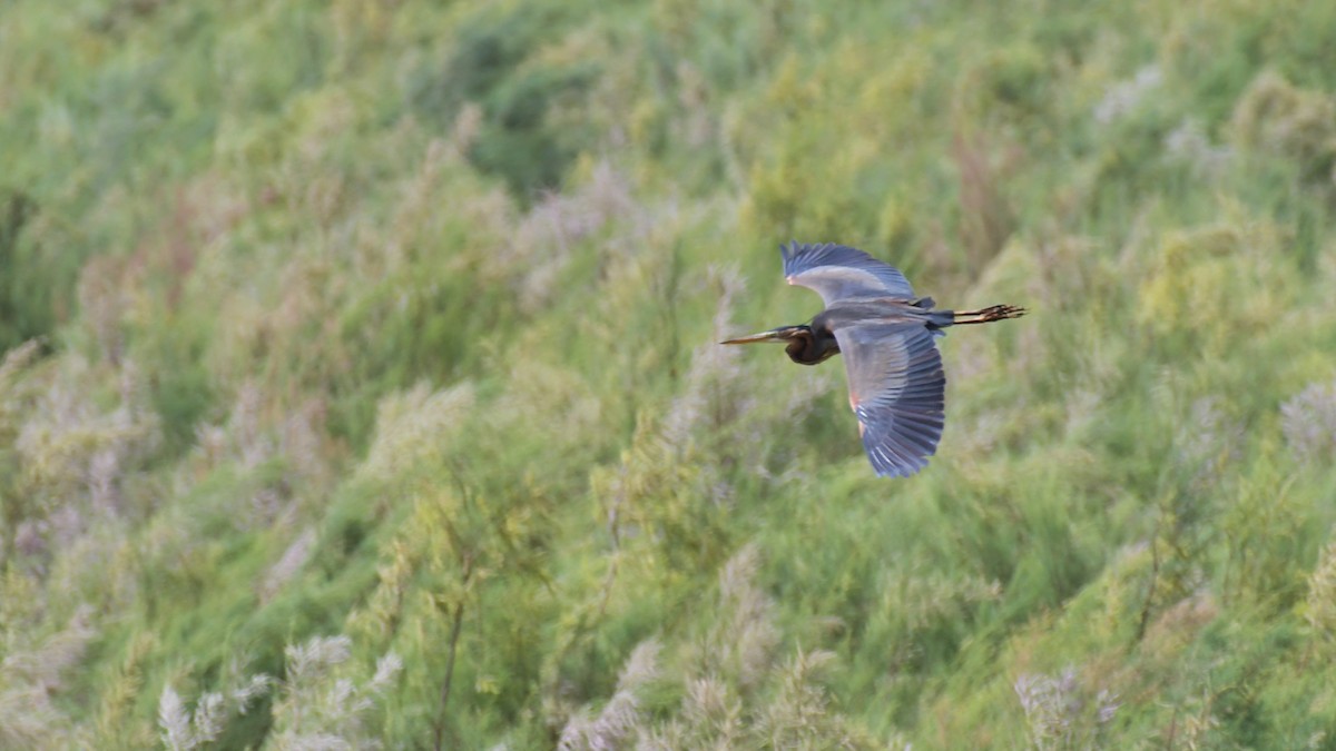 Purple Heron - ML557597551