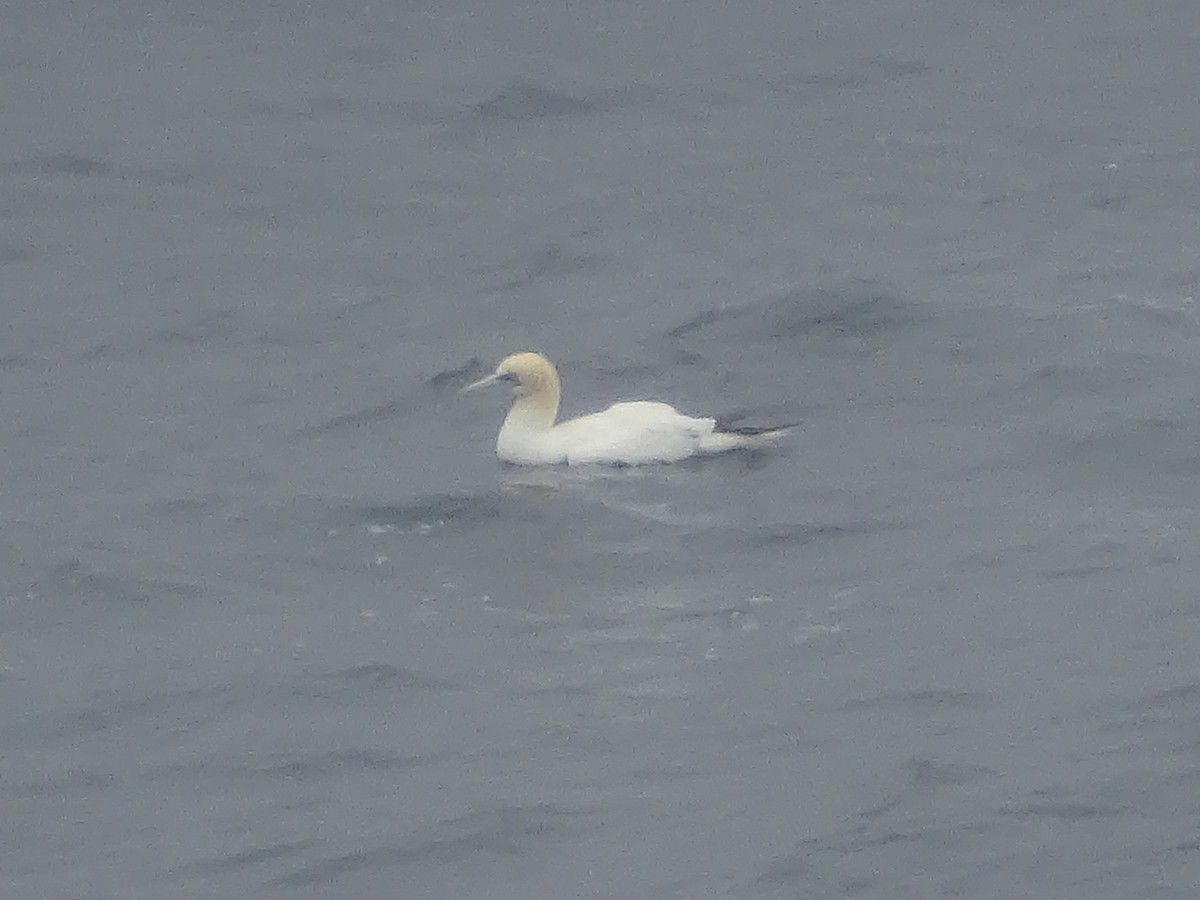 Northern Gannet - ML557597991