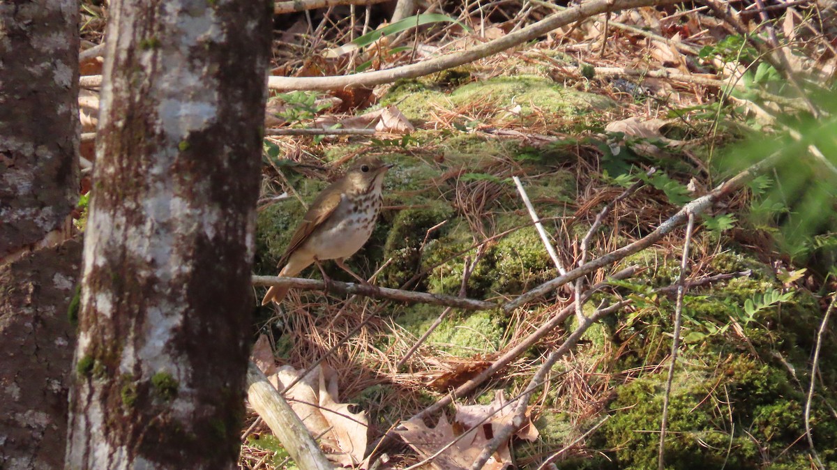 Hermit Thrush - Daniel Jepson