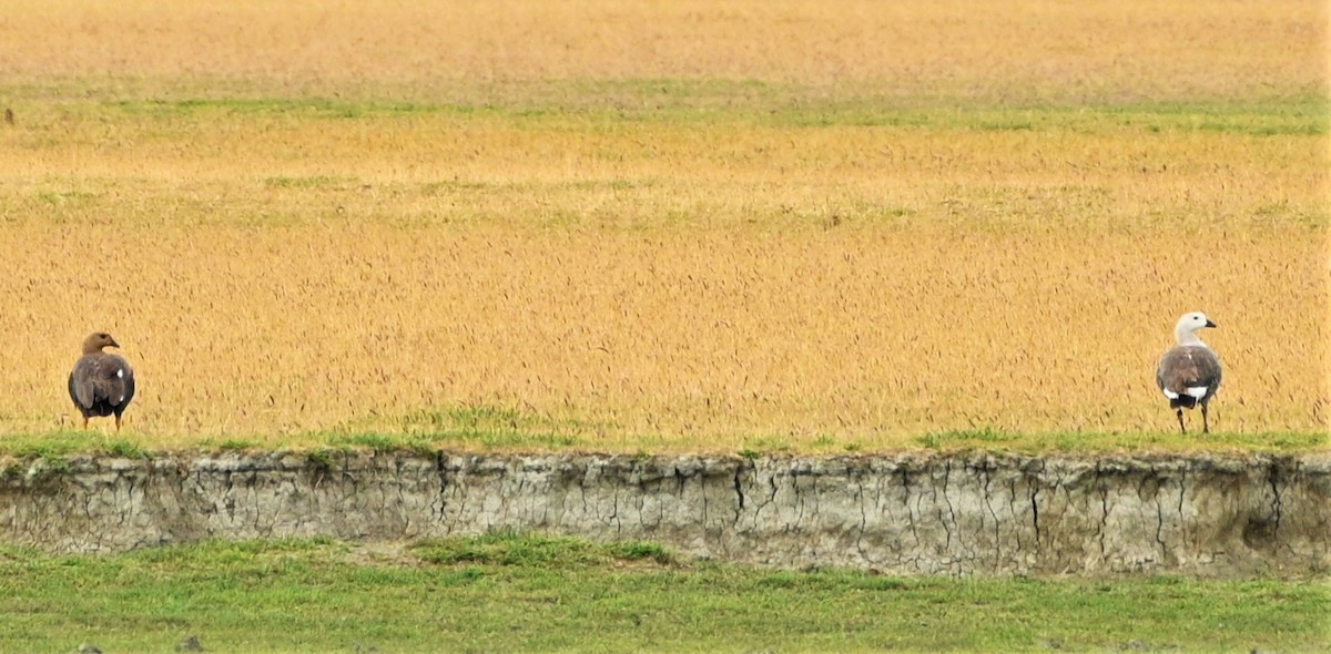 Upland Goose (White-breasted) - ML557598181