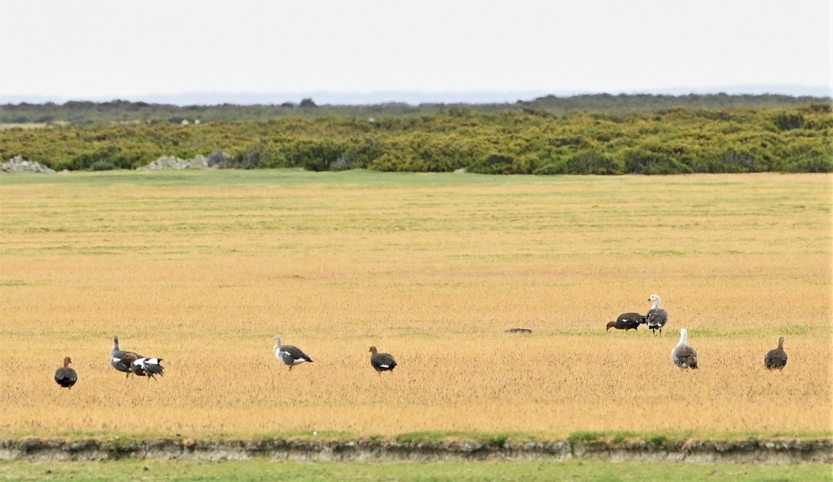 Upland Goose (White-breasted) - ML557598191